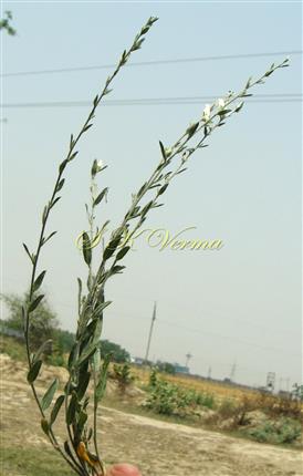  Plant